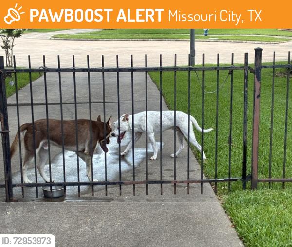 Found/Stray Male Dog last seen Near block of Fondren Grove Drive And Gessner, Missouri City, TX 77489