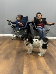 Reunited Male Dog last seen Near columbus Ave s Mn, Minneapolis, MN 55407