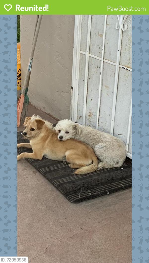 Reunited Male Dog last seen Dog Beach, San Diego, CA 92109, USA, San Diego, CA 92109