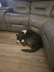 Reunited Female Dog last seen Wheat rd, Jacksonville, FL 32244