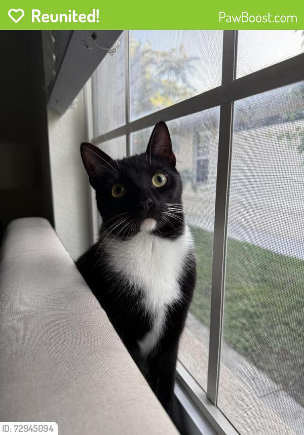 Reunited Male Cat last seen Naples Park 109th Ave 800 block , Naples, FL 34108