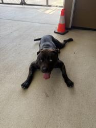 Found/Stray Male Dog last seen Truxtun park pool, Annapolis, MD 21403