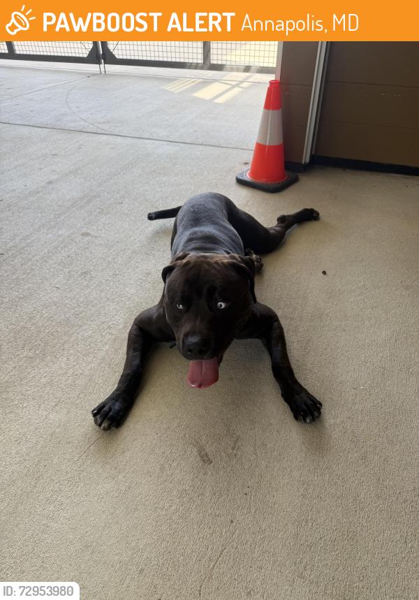 Found/Stray Male Dog last seen Truxtun park pool, Annapolis, MD 21403