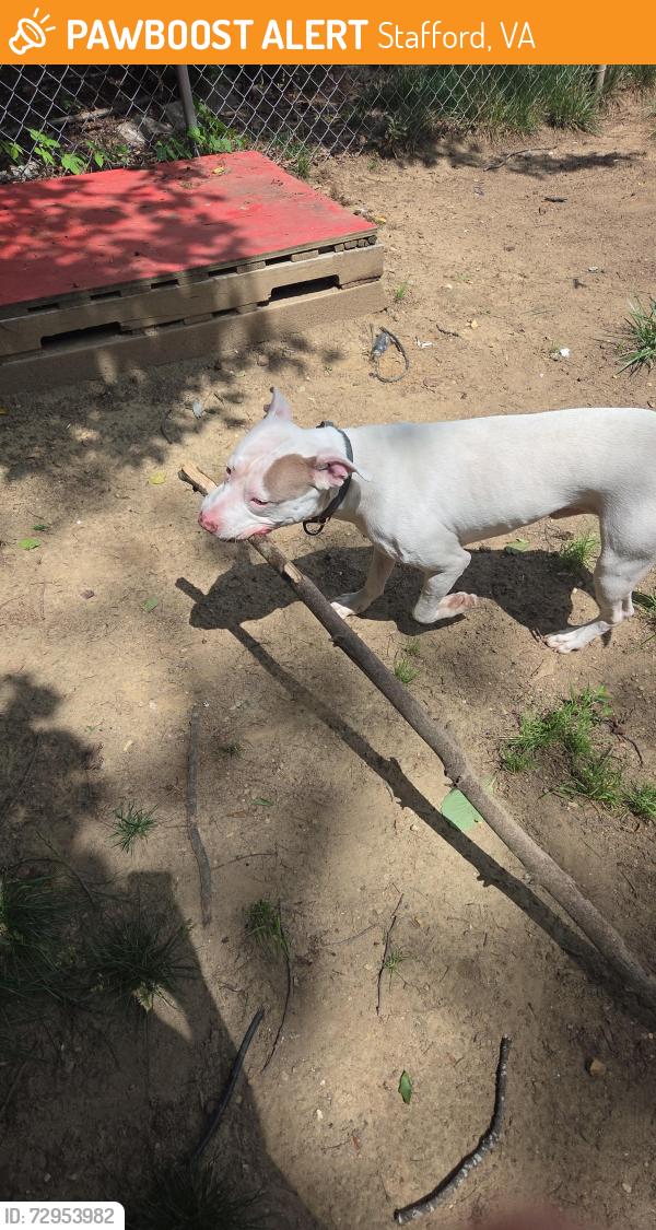 Found/Stray Male Dog last seen Travey st , Stafford, VA 22554