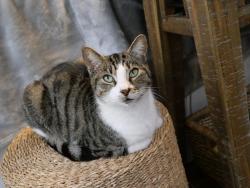Lost Female Cat last seen Snell Isle Blvd NE and Toldeo Way, St. Petersburg, FL 33704