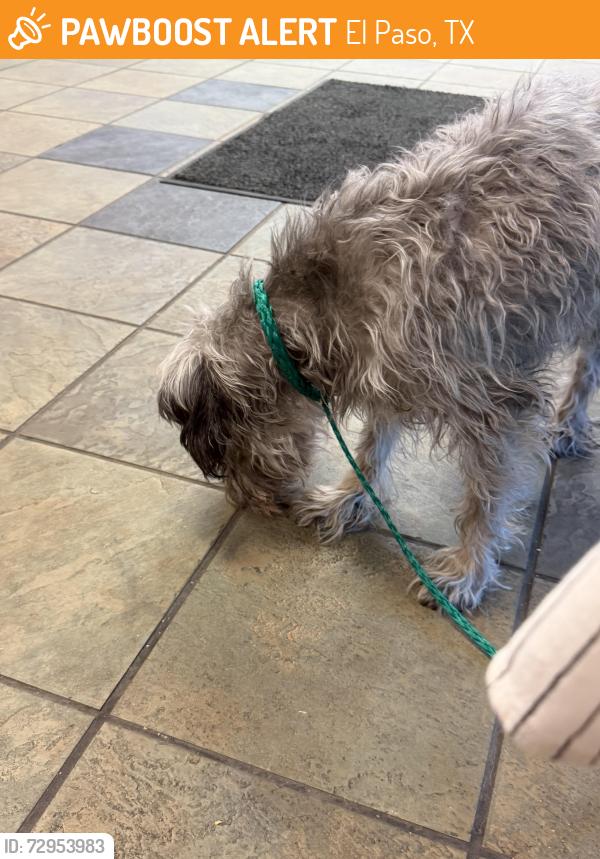 Found/Stray Male Dog last seen Rushing , El Paso, TX 79924