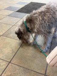 Found/Stray Male Dog last seen Rushing , El Paso, TX 79924