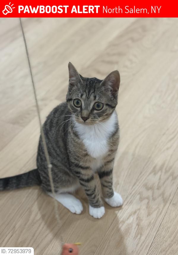 Lost Male Cat last seen Keeler ln northsalem / hilltop dr, North Salem, NY 10560
