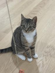 Lost Male Cat last seen Keeler ln northsalem / hilltop dr, North Salem, NY 10560