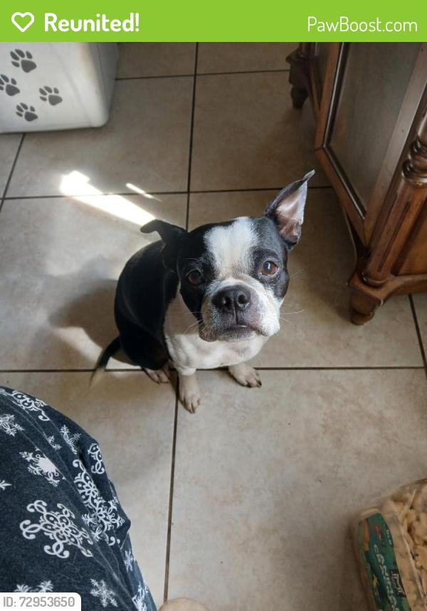 Reunited Male Dog last seen Wilson Funeral Home, Panama City, FL 32405