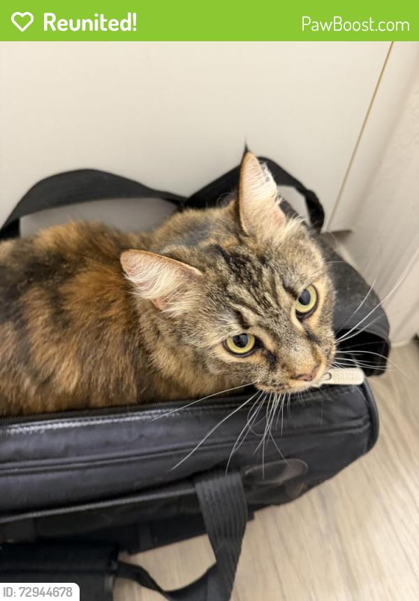 Reunited Unknown Cat last seen Elon Crescent, Lakeland, FL 33810