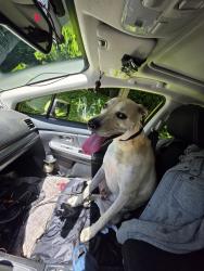 Reunited Unknown Dog last seen Sw vista Dr., Portland, OR 97225