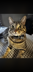 Reunited Male Cat last seen Patapsco high school, Dundalk, MD 21222