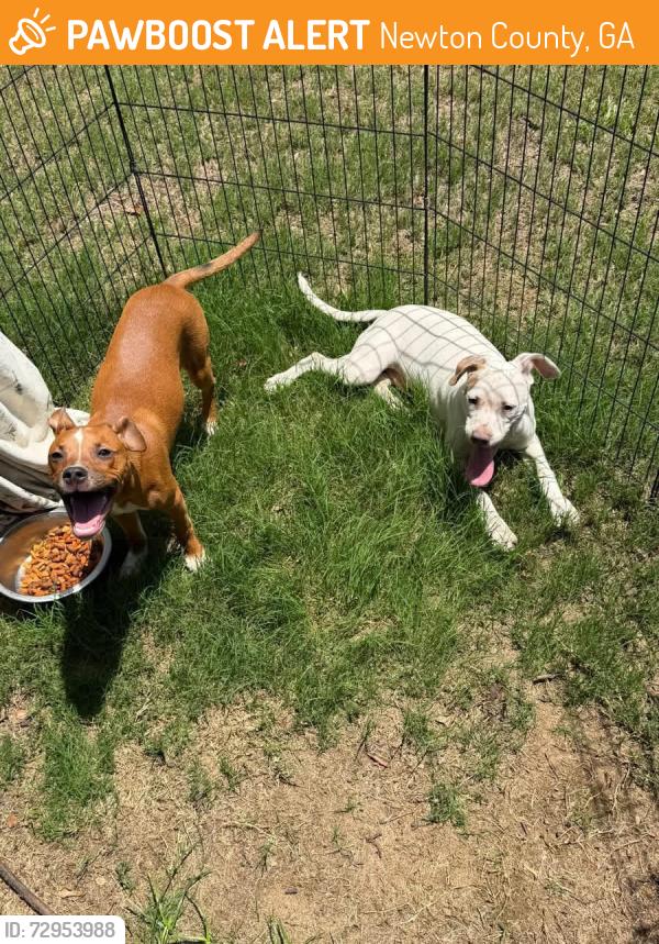 Found/Stray Male Dog last seen Gum creek rd, Newton County, GA 30054