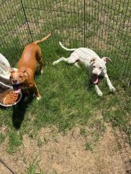 Found/Stray Male Dog last seen Gum creek rd, Newton County, GA 30054