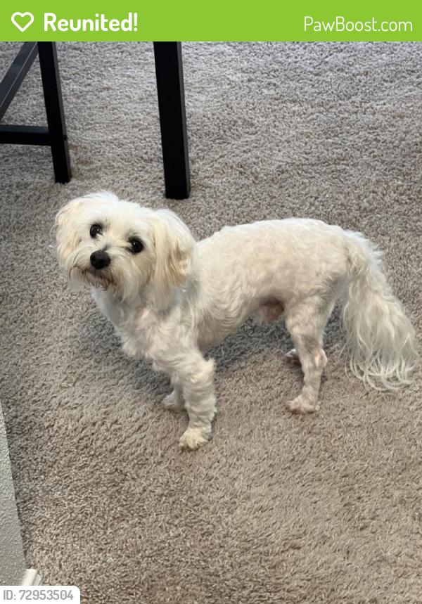 Reunited Male Dog last seen New Territory Blvd, Sugar Land, TX 77479, USA, Sugar Land, TX 77479