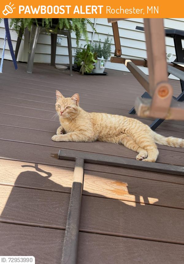 Found/Stray Unknown Cat last seen Hastings, Rochester, MN 55901