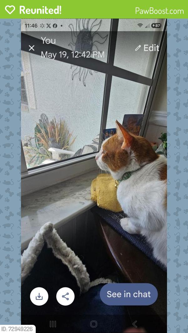 Reunited Male Cat last seen Indian creek parkway, Jupiter, FL 33458
