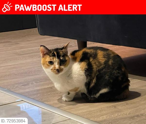 Lost Female Cat last seen Windermere Avenue , Warrington, England WA2 0NB