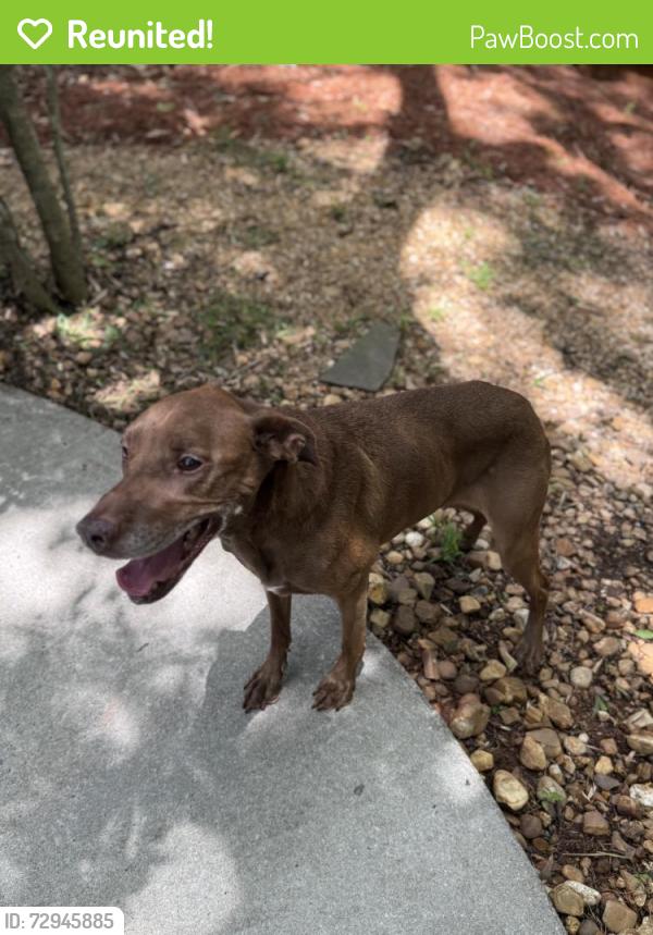 Reunited Female Dog last seen Davis circle NW 30318, Atlanta, GA 30318