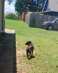 Found/Stray Unknown Dog last seen Charles Page Blvd , Tulsa, OK 74127