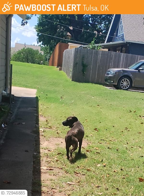 Found/Stray Unknown Dog last seen Charles Page Blvd , Tulsa, OK 74127