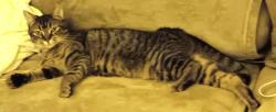 Reunited Female Cat last seen Cherrywood Village, Kingsley, Kingsley, MI 49649