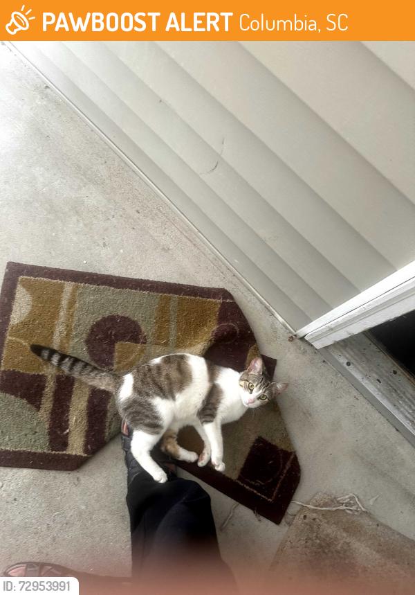 Found/Stray Female Cat last seen Hunter's Green Apart, Columbia, SC 29223