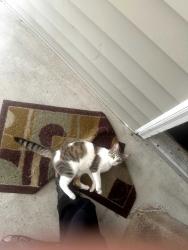 Found/Stray Female Cat last seen Hunter's Green Apart, Columbia, SC 29223