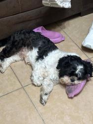Lost Male Dog last seen E Taylor St & Hendricks Ave by Tacos kissi McPherson, Laredo, TX 78041