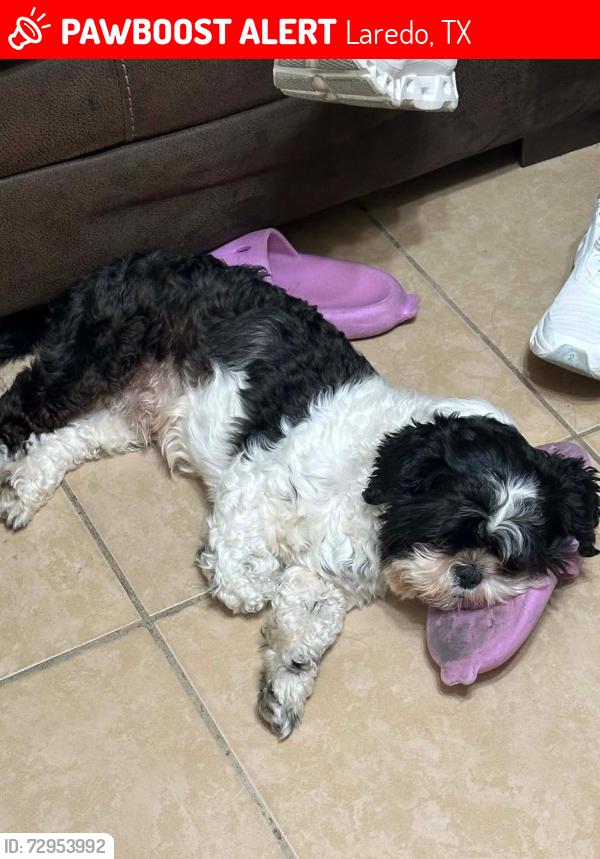 Lost Male Dog last seen E Taylor St & Hendricks Ave by Tacos kissi McPherson, Laredo, TX 78041
