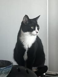 Lost Male Cat last seen 9a street NE, Calgary, AB T2E