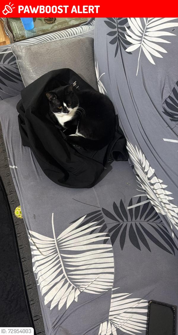 Lost Male Cat last seen violet street, Derby, England DE23 8SN