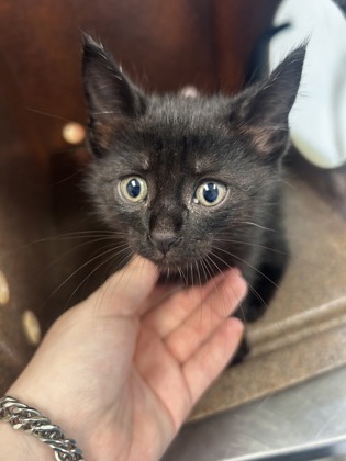 Shelter Stray Female Cat last seen Town East and 635 service road., 75150, TX, Mesquite, TX 75149
