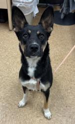 Shelter Stray Female Dog last seen Madera County, CA 93637, Madera, CA 93637