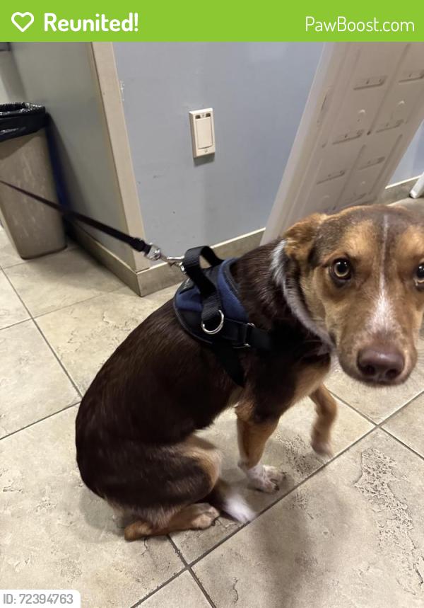 Reunited Female Dog last seen legends on the Green apmts, San Antonio, TX 78232