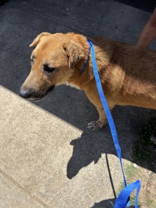 Shelter Stray Female Dog last seen Fort Worth, TX 76111, Fort Worth, TX 76119