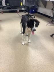 Shelter Stray Female Dog last seen Sugar Land, TX 77478, Fort Worth, TX 76119