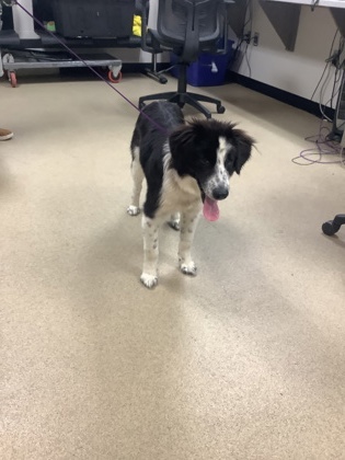 Shelter Stray Female Dog last seen Sugar Land, TX 77478, Fort Worth, TX 76119