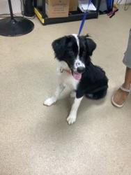 Shelter Stray Female Dog last seen Sugar Land, TX 77478, Fort Worth, TX 76119