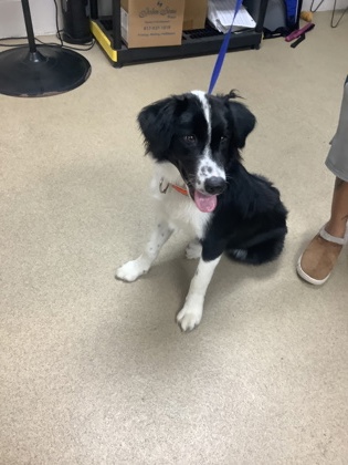 Shelter Stray Female Dog last seen Sugar Land, TX 77478, Fort Worth, TX 76119