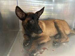Shelter Stray Male Dog last seen Fort Worth, TX 76111, Fort Worth, TX 76119