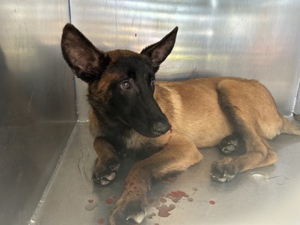 Shelter Stray Male Dog last seen Fort Worth, TX 76111, Fort Worth, TX 76119