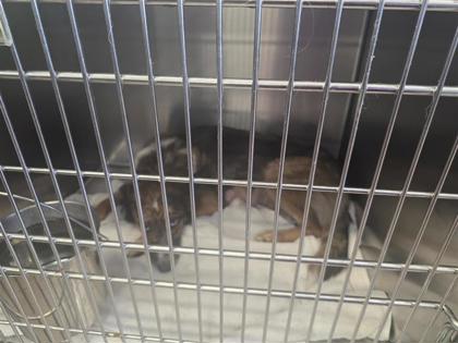 Shelter Stray Female Dog last seen Leander, TX 78641, Georgetown, TX 78626