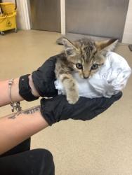 Shelter Stray Female Cat last seen Fort Worth, TX 76115, Fort Worth, TX 76119