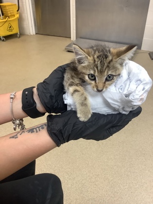 Shelter Stray Female Cat last seen Fort Worth, TX 76115, Fort Worth, TX 76119