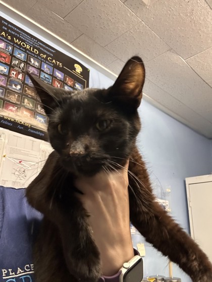 Shelter Stray Male Cat last seen Roseville, CA 95678, Roseville, CA 95678