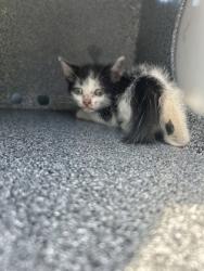 Shelter Stray Female Cat last seen Fort Worth, TX 76109, Fort Worth, TX 76119