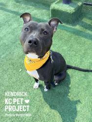 Shelter Stray Male Dog last seen Near Gregory Blvd, 64132, MO, Kansas City, MO 64132