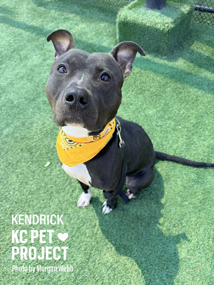 Shelter Stray Male Dog last seen Near Gregory Blvd, 64132, MO, Kansas City, MO 64132